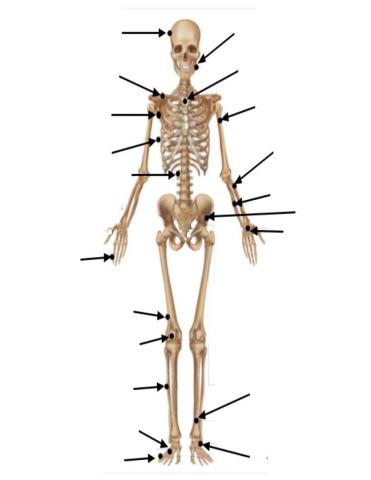 Fill in the Blank Label the Skeleton