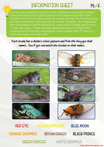 Cicada - Activity 2