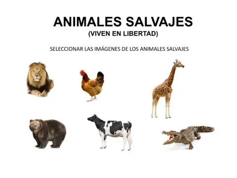 Animales salvajes
