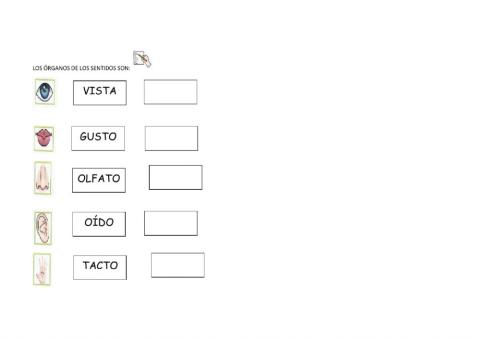 Los sentidos