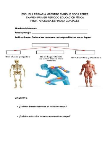 El sistema Locomotor