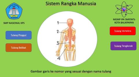Sistem rangka manusia