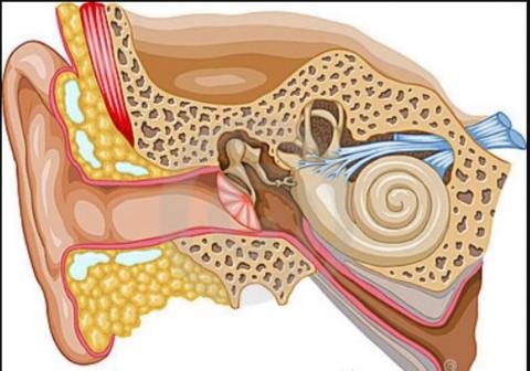 1r ESO-L'oïda humana