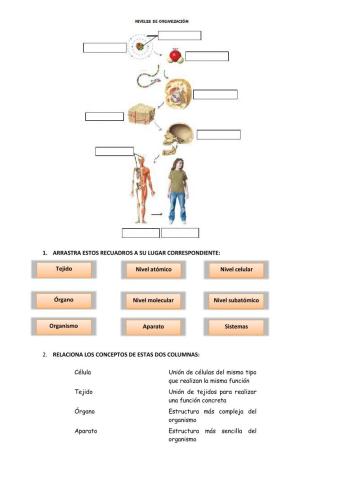Niveles de organización del ser humano
