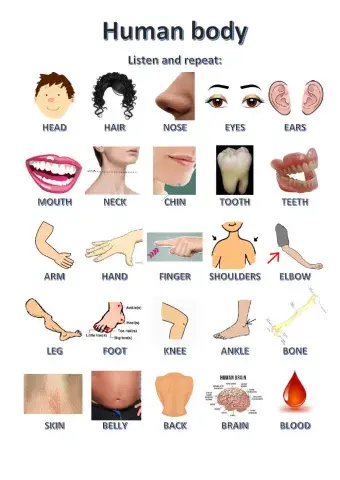 Human body - listen and repeat