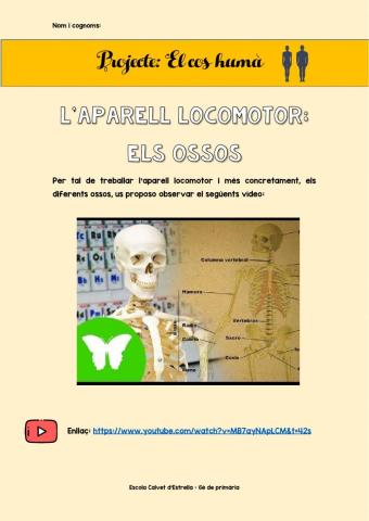 L'aparell locomotor: els ossos