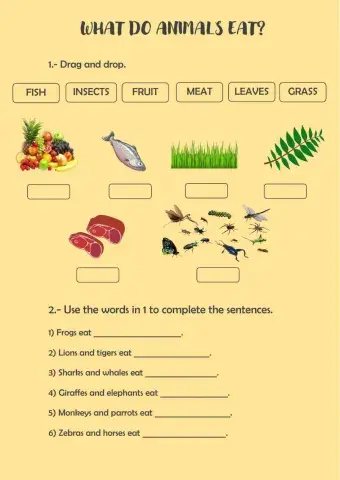 What do animals eat?