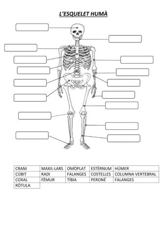 L'esquelet humà