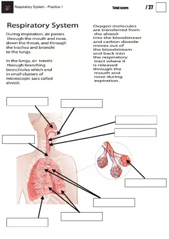 Respiratory System - Practice 1