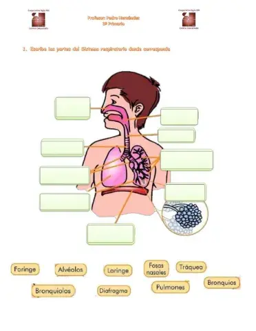 Aparato respiratorio