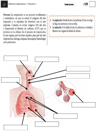 Sistema Respiratorio - Practice 1
