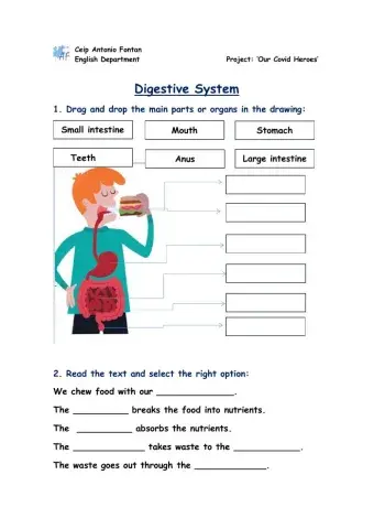 Digestive System