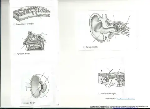 Órganos de los sentidos