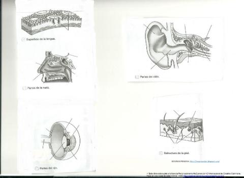 Órganos de los sentidos