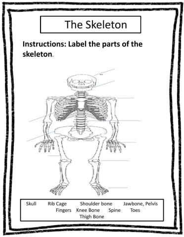 The Skeleton