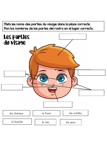 Les parties du visage