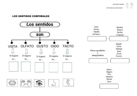 2º Repaso El Cuerpo