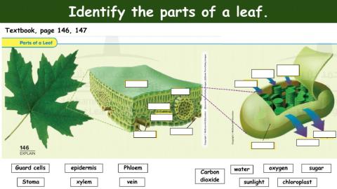Parts of a LEAF