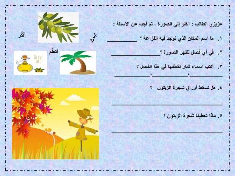 قطف الزيتون