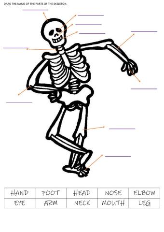Skeleton - Body Parts