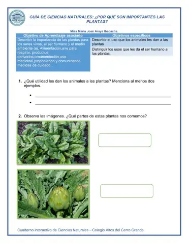 ¿Por qué son importantes las plantas?