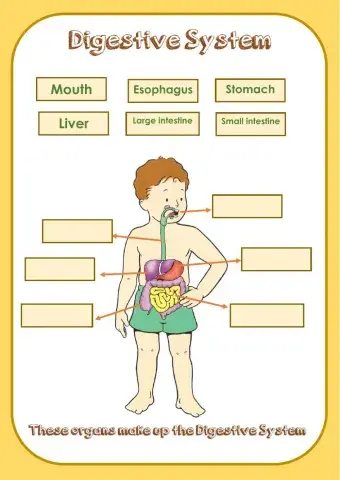 Digestive System Label