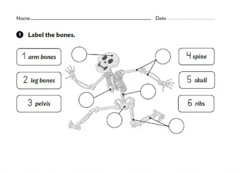 Bones