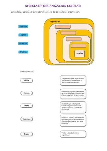 Niveles de organización celular