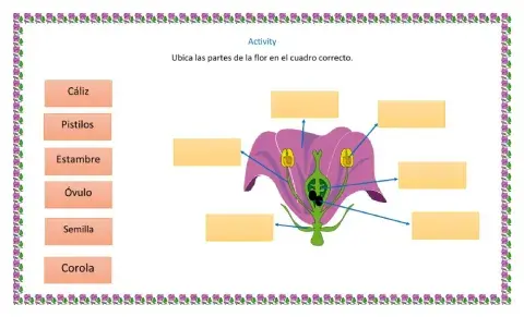 Las partes de la flor.