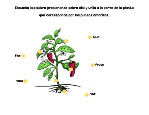 Partes de la planta