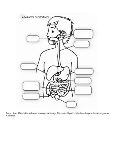 El Sistema digestivo