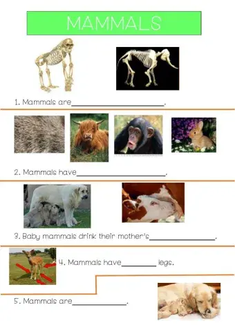 Mammals