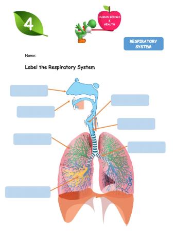 Respiratory System