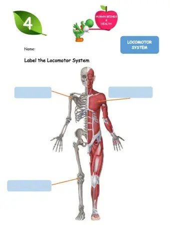 Locomotor System
