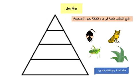 ورقة عمل تفاعلية هرم الطاقة 1