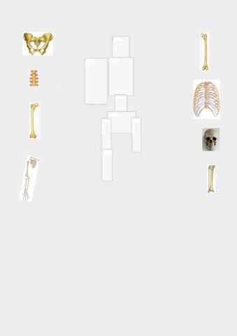 Armamos el esqueleto con las partes encontradas
