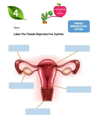 Female Reproductive System