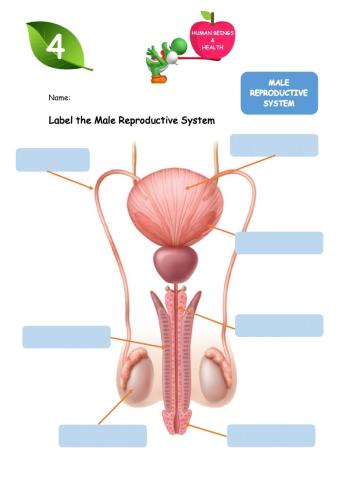 Male Reproductive System