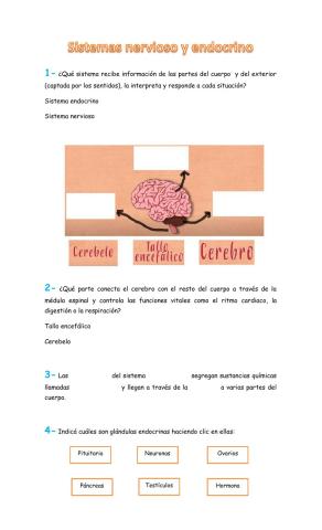 Sistemas nervioso y endocrino