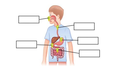 Digestive system