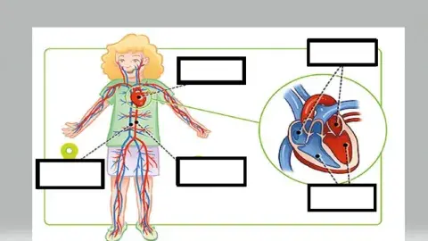 Sistema circulatorio
