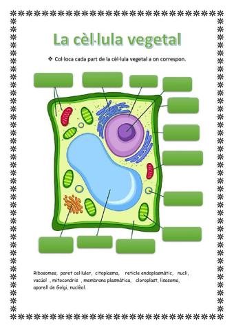 Cèl·lula animal i cèl·lula vegetal