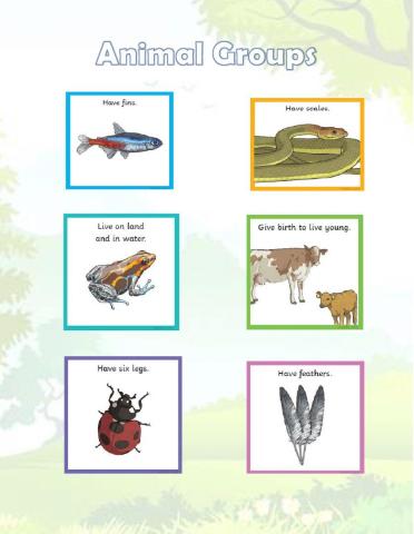 Animal groups