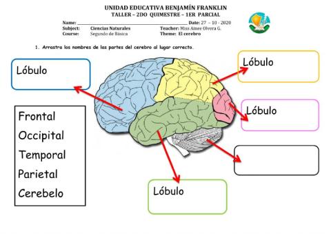 Taller el cerebro