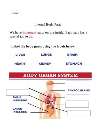 Internal Body Parts