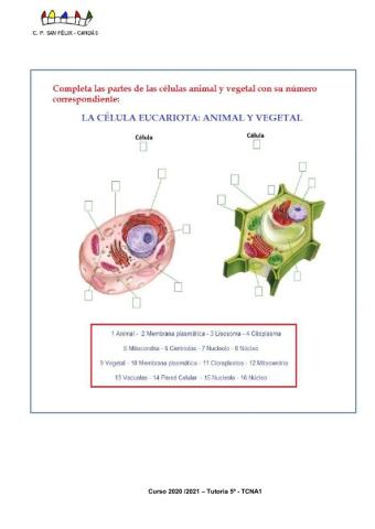 La célula eucariota: animal y vegetal