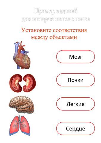 Приведи примеры органов человека