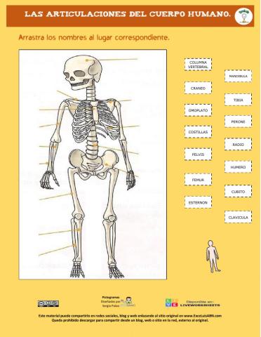 Las articulaciones del cuerpo humano.