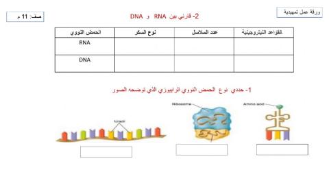 مقارنة بين dna و rna
