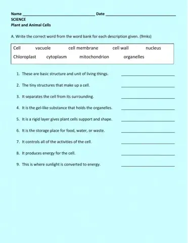 Plant and Animal Cells